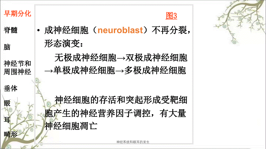 神经系统和眼耳的发生_第4页