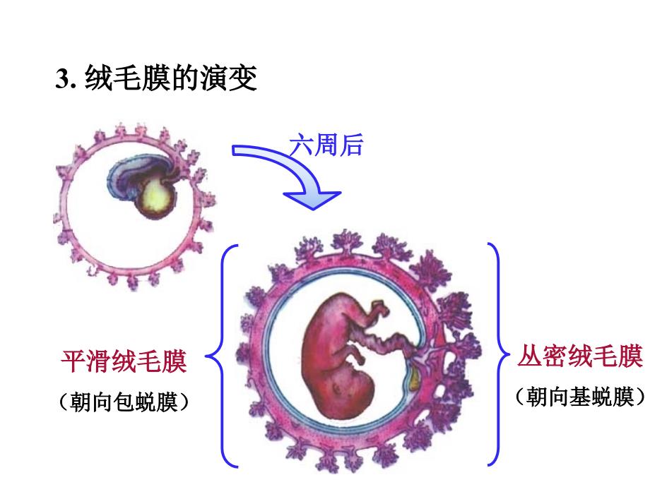 六胎膜和胎盘_第4页