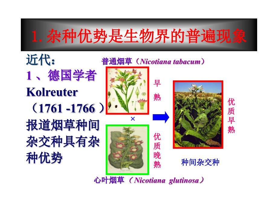 作物杂种优势的利用精讲课件_第4页