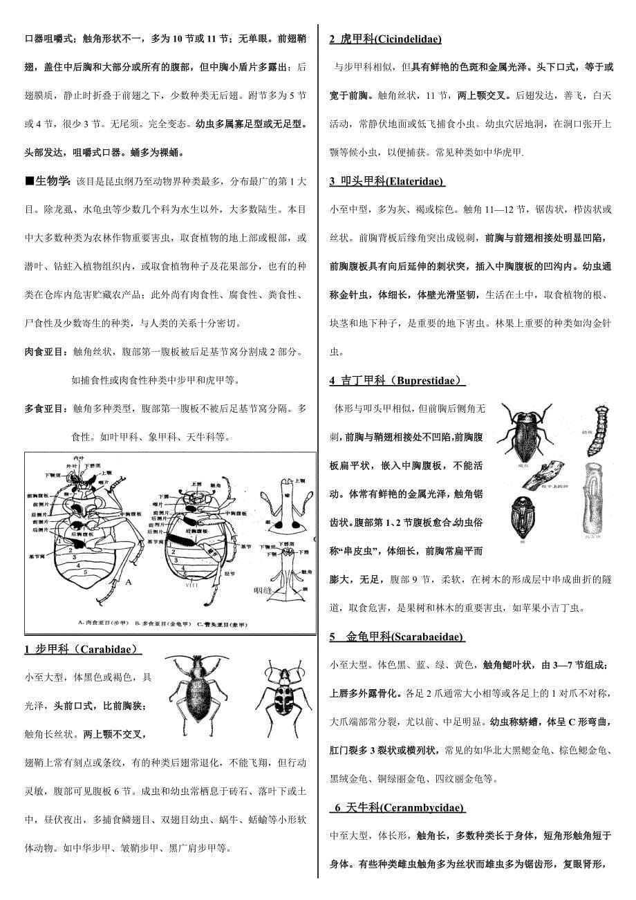 2023年普通昆虫学下学期昆虫分类学重点知识归纳梳理.doc_第5页