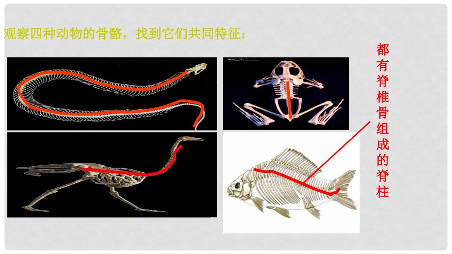 八年级生物上册 第五单元 第一章 第四节《鱼》课件 （新版）新人教版_第3页