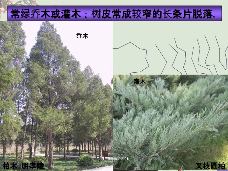 三裸子植物松柏纲柏科课件_第3页