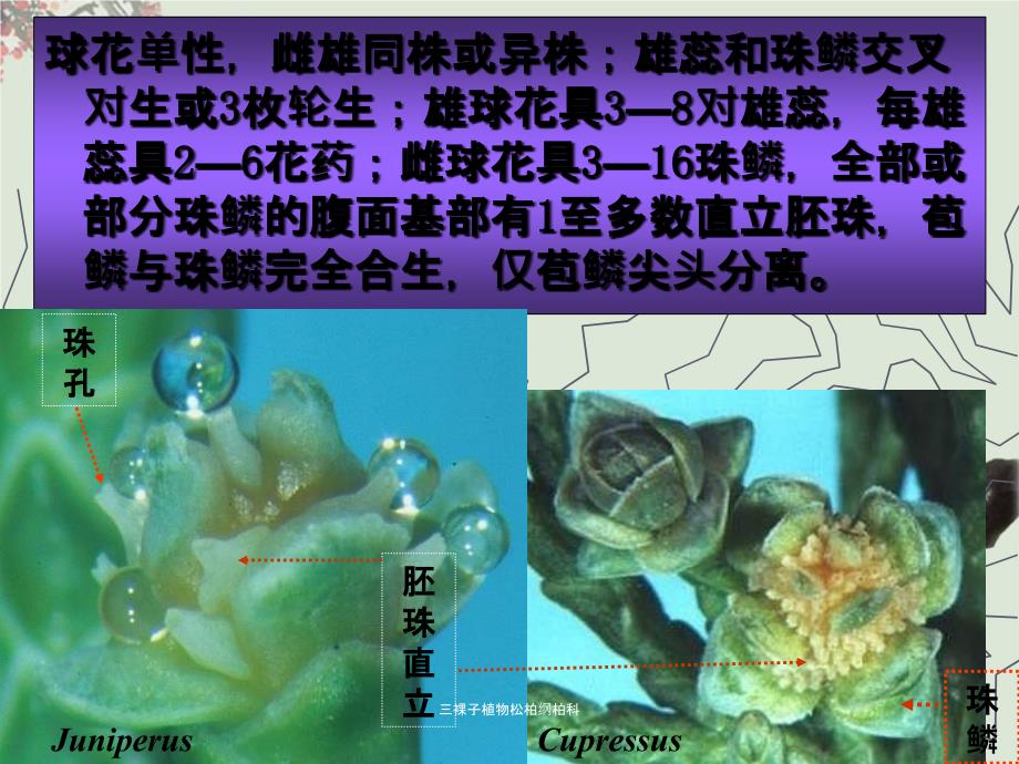 三裸子植物松柏纲柏科课件_第5页