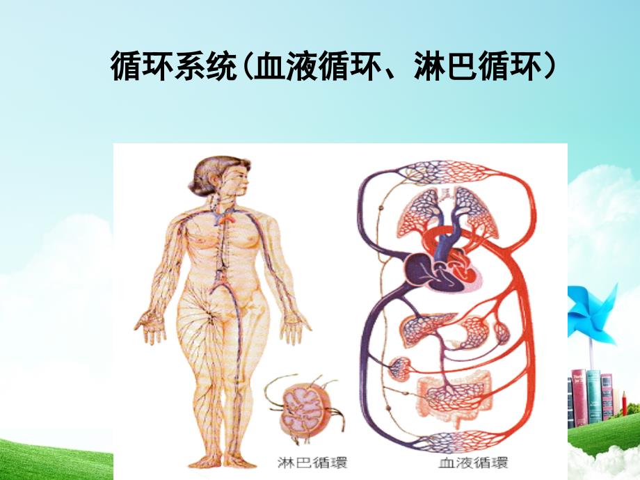 学前儿童循环系统_第2页