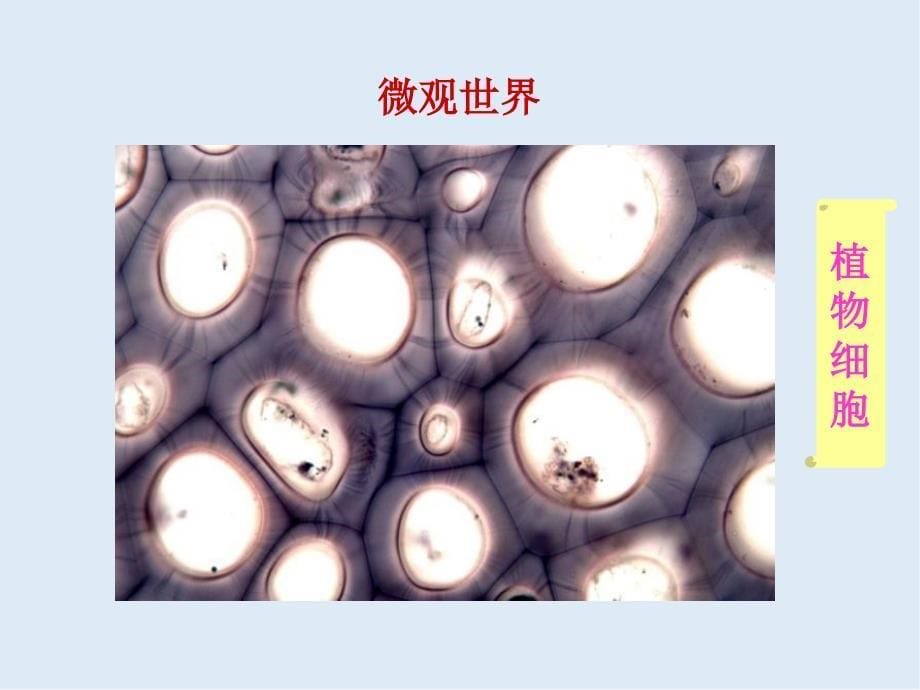 广东省惠州市江南学校人教版高中生物必修一课件：1.1从生物圈到细胞 共59张PPT_第5页