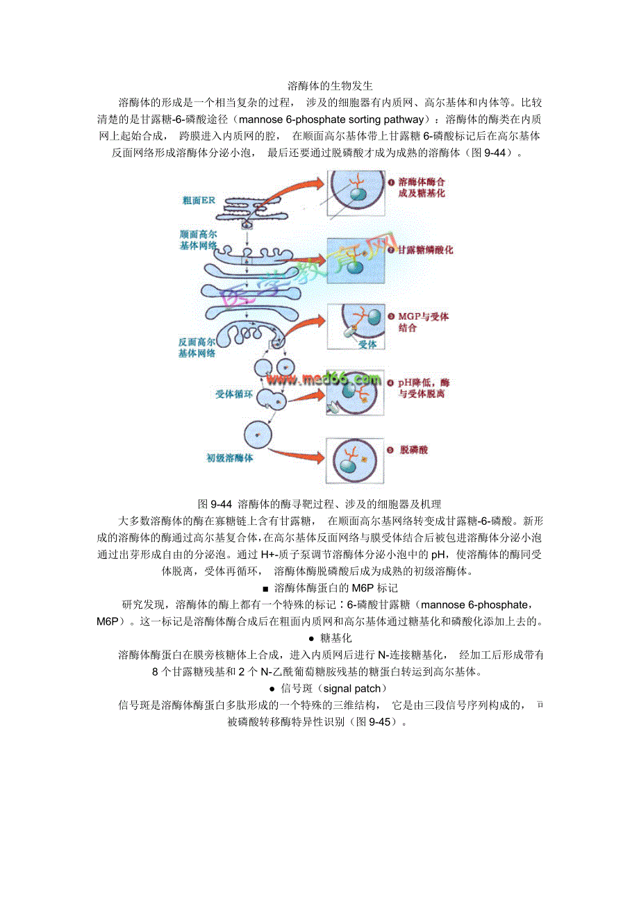 细胞 Microsoft Word 文档_第1页