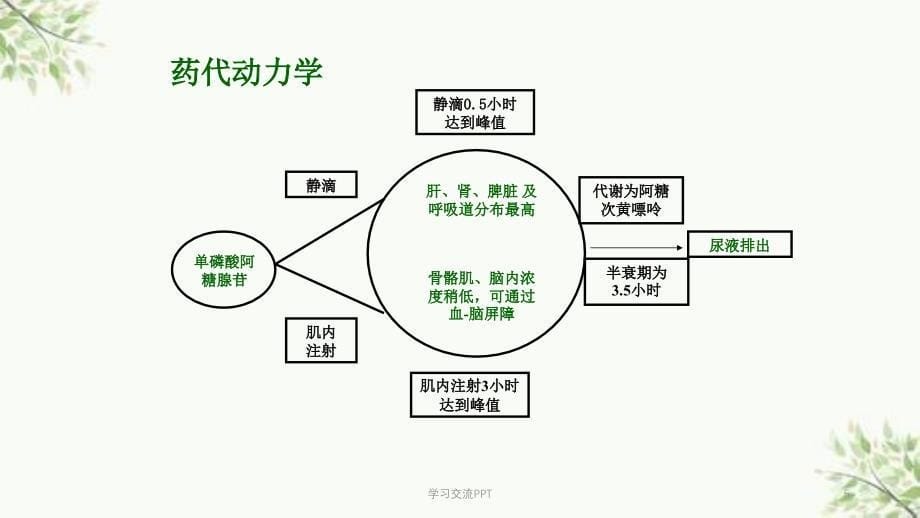 注射用单磷酸阿糖腺苷课件_第5页