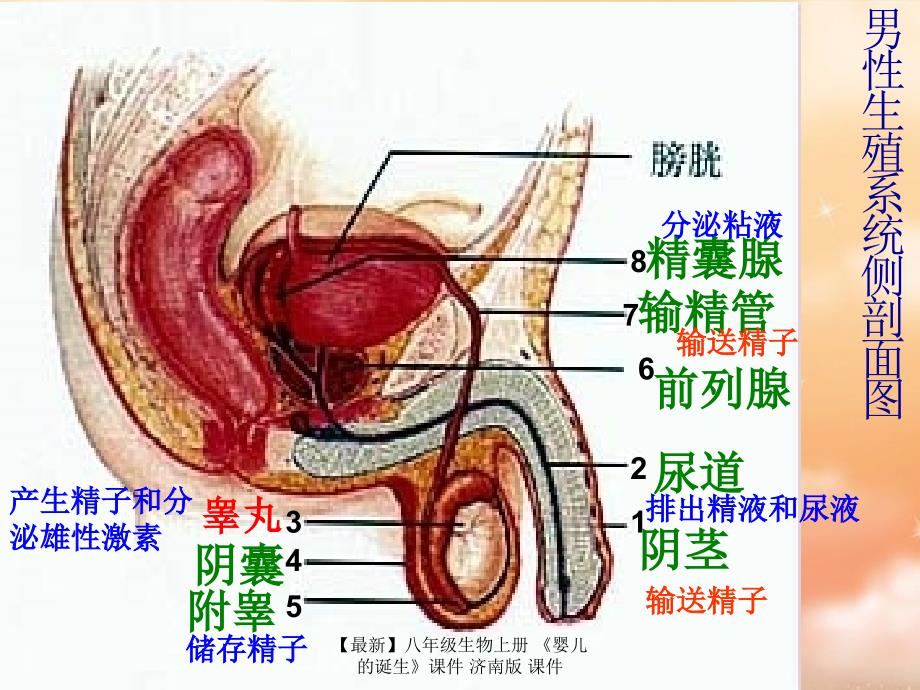 最新八年级生物上册婴儿的诞生课件济南版课件_第3页