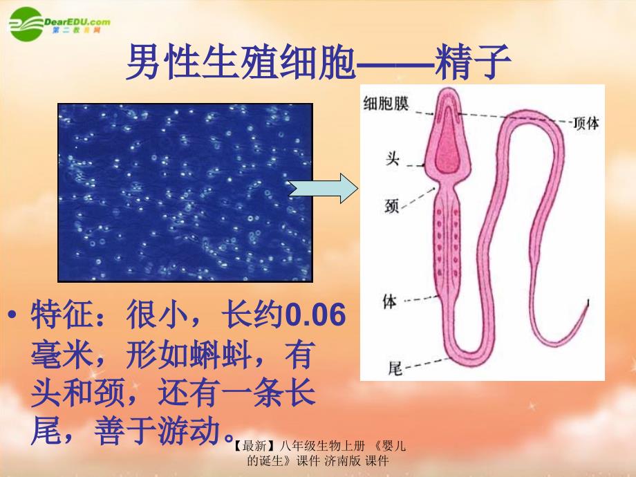 最新八年级生物上册婴儿的诞生课件济南版课件_第4页