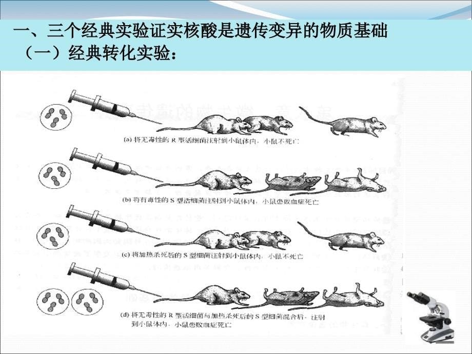 背景知识六菌种保藏技术_第5页