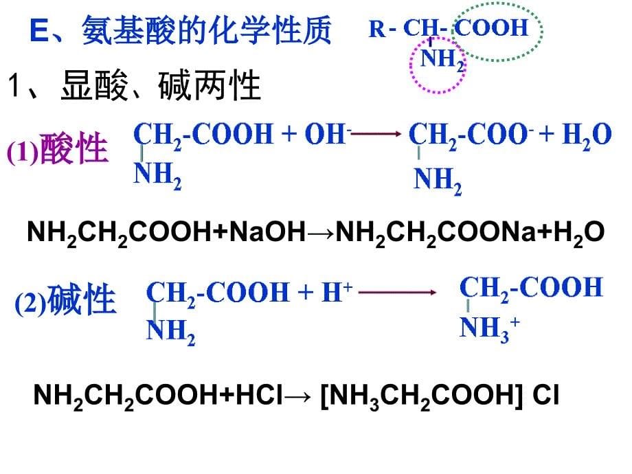 第三节蛋白质核酸ppt课件_第5页