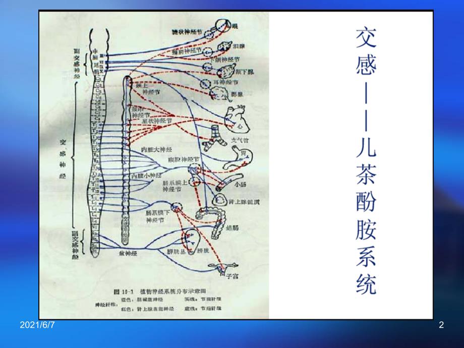 肾上腺素受体PPT课件_第2页