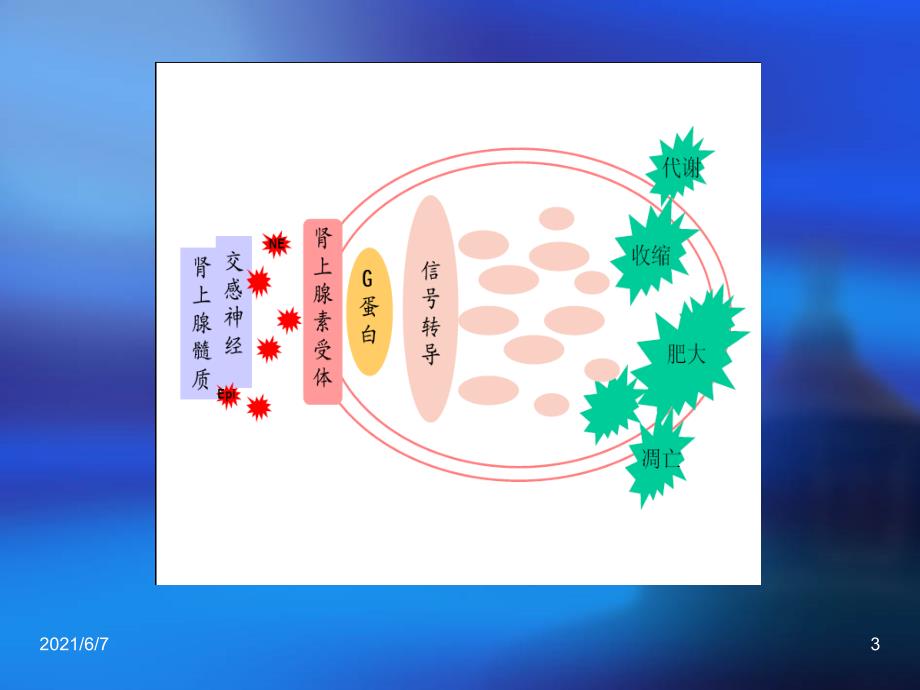 肾上腺素受体PPT课件_第3页