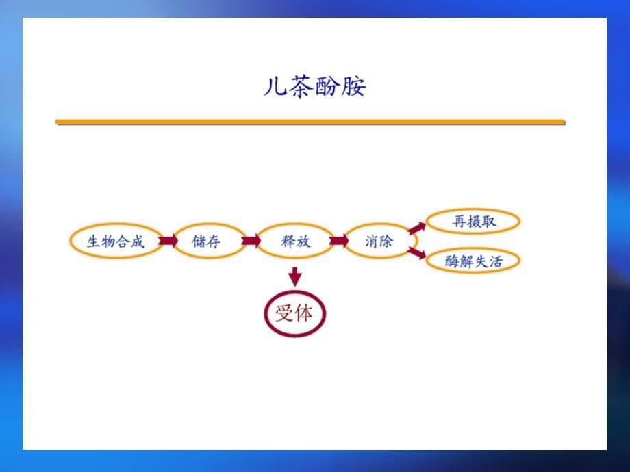 肾上腺素受体PPT课件_第5页