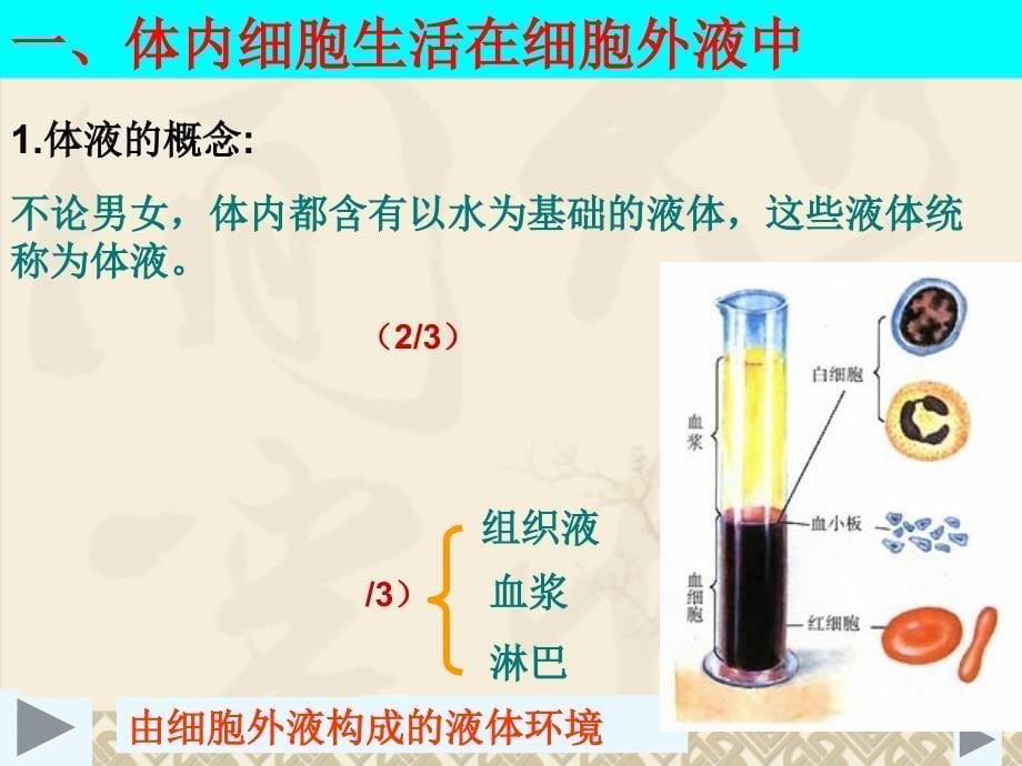 高中生物内环境与稳态_第5页