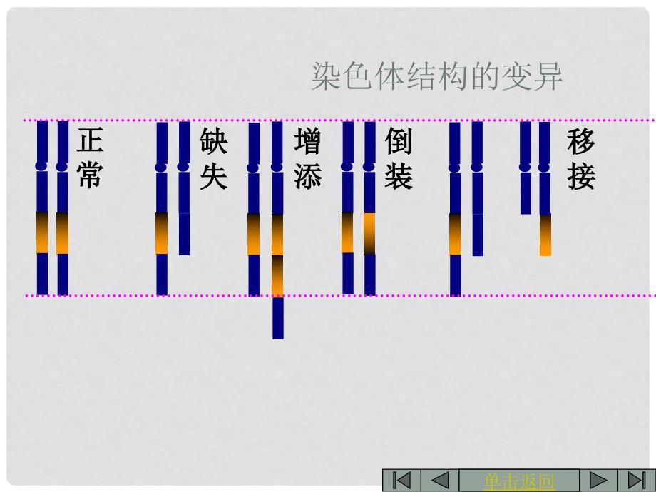 吉林省吉林市长岭县第四中学高二生物 5.2.2染色体变异课件_第2页