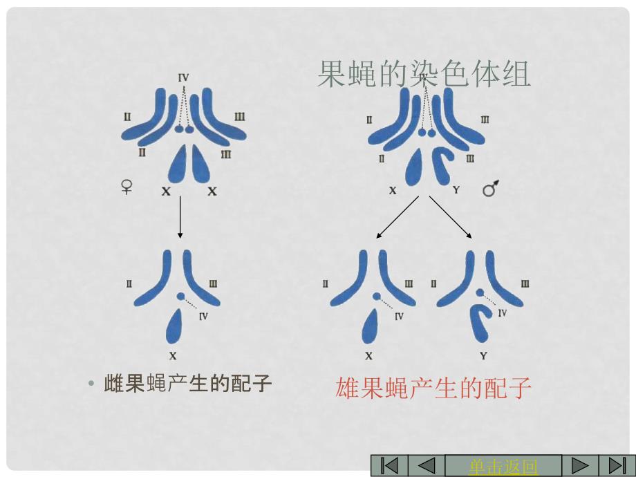 吉林省吉林市长岭县第四中学高二生物 5.2.2染色体变异课件_第3页