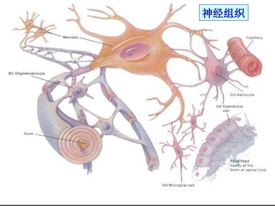 神经系统--激素调节_第5页