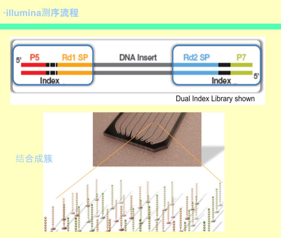 Novaseq测序仪工作原理_第2页