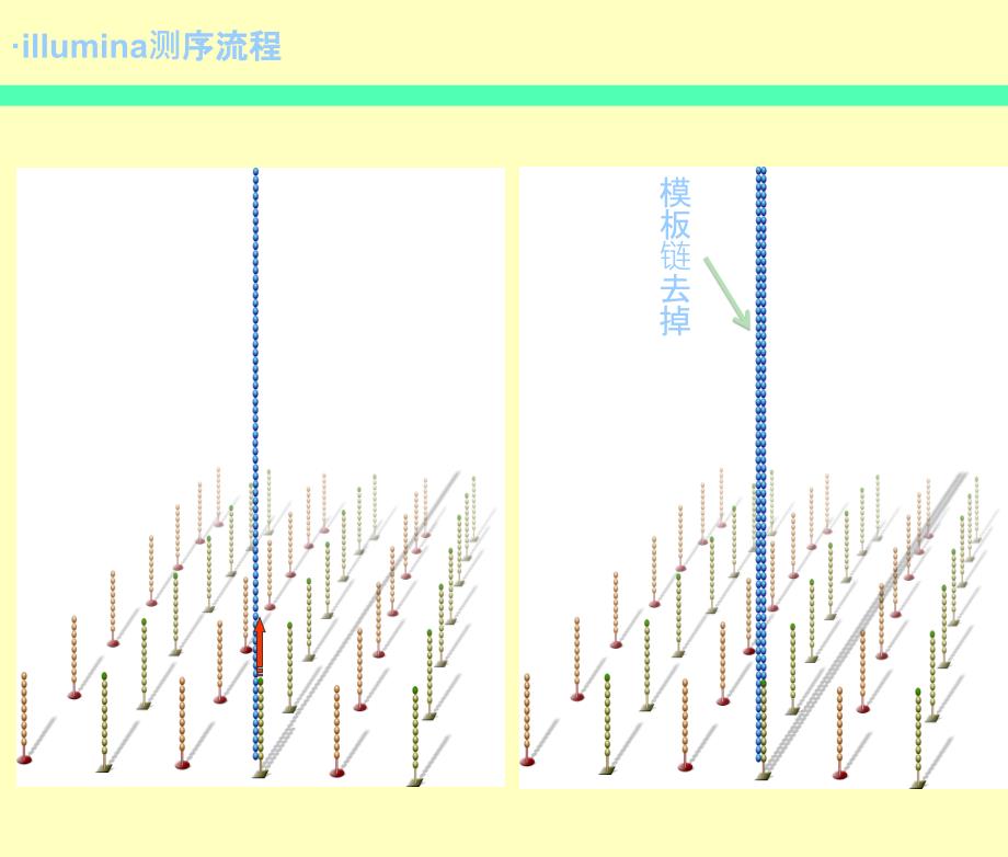 Novaseq测序仪工作原理_第3页