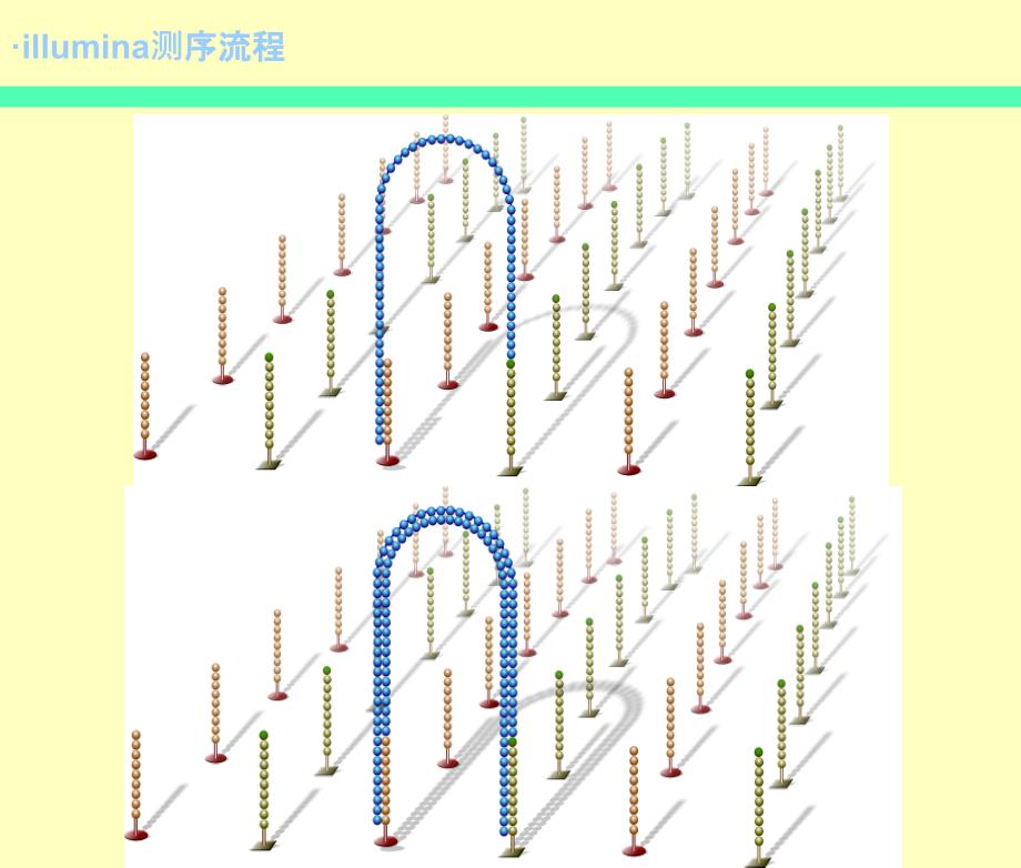 Novaseq测序仪工作原理_第4页