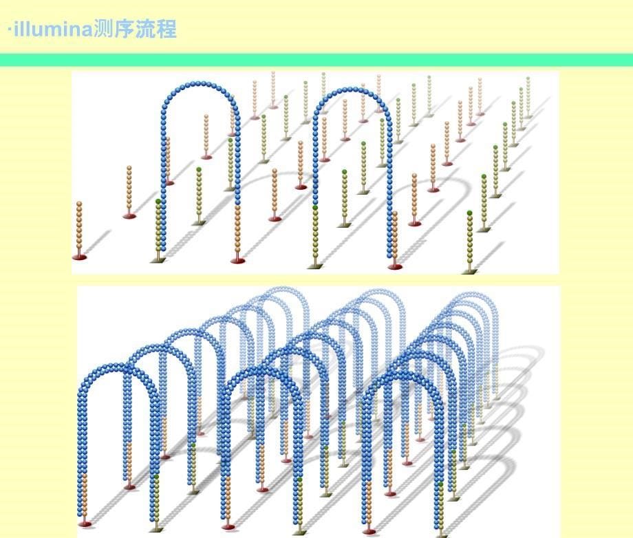 Novaseq测序仪工作原理_第5页