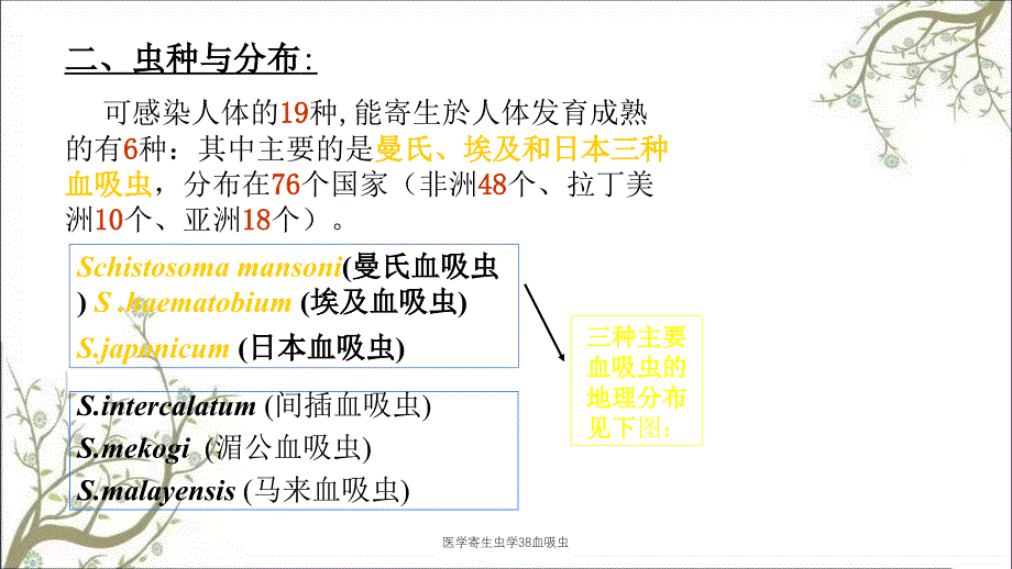 医学寄生虫学38血吸虫_第4页