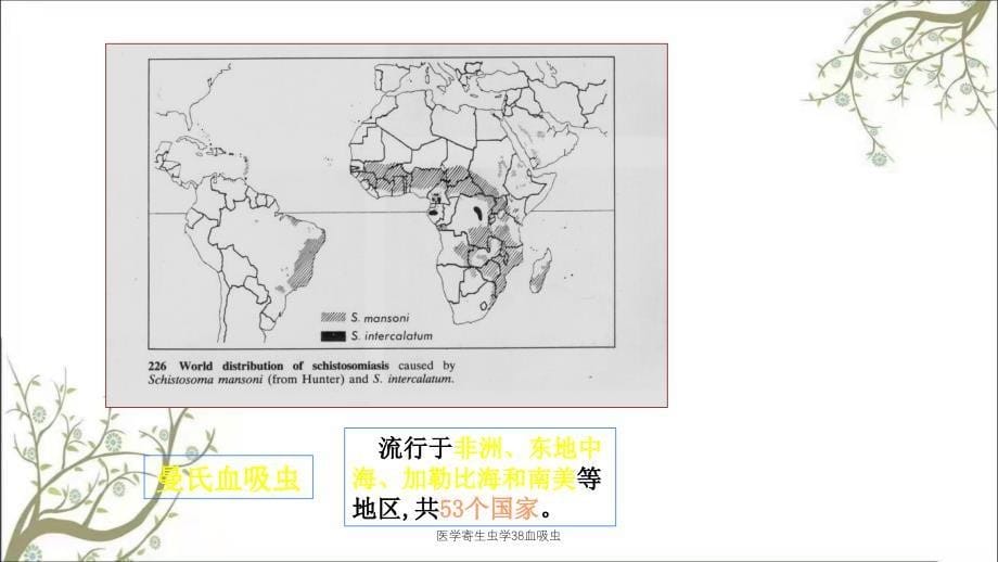 医学寄生虫学38血吸虫_第5页