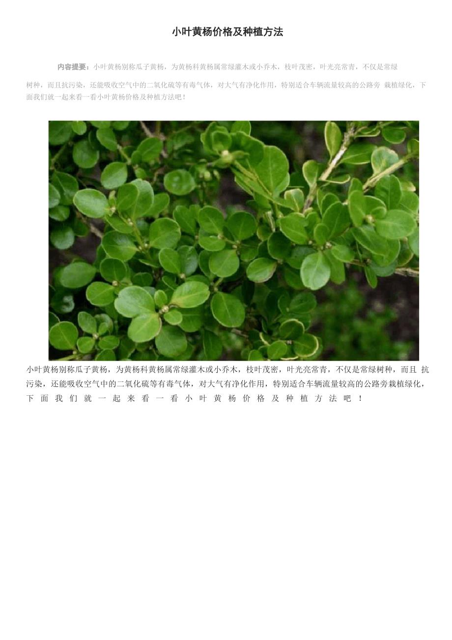 小叶黄杨价格及种植方法_第1页