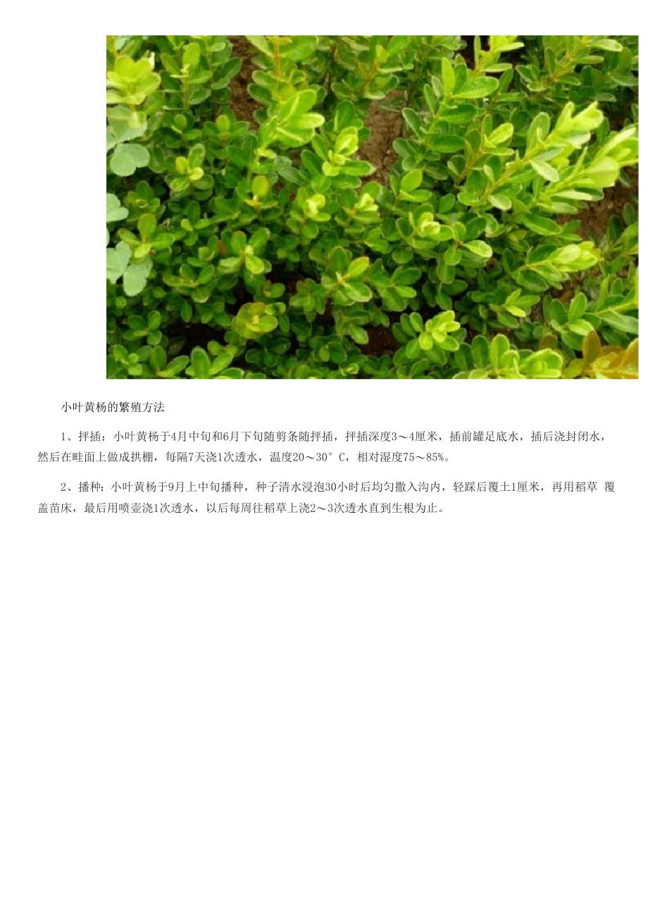 小叶黄杨价格及种植方法_第4页