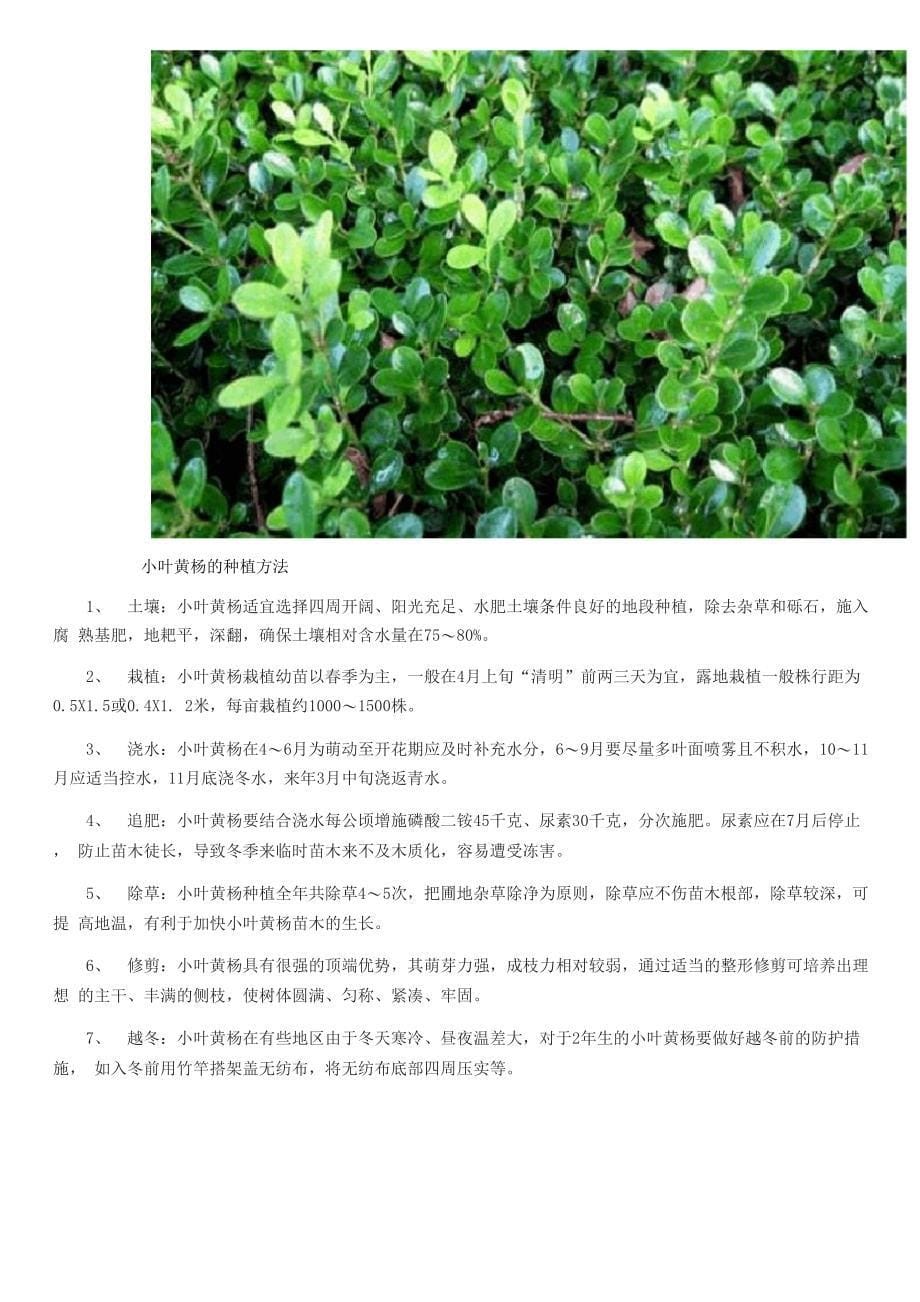 小叶黄杨价格及种植方法_第5页