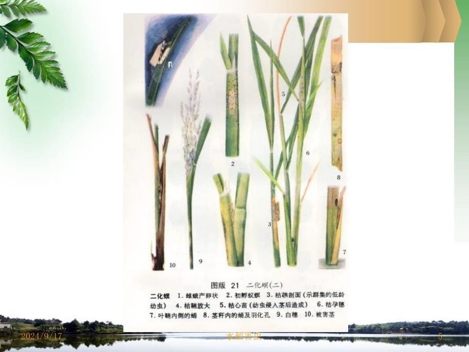 农业昆虫学：第四章 水稻害虫_第5页