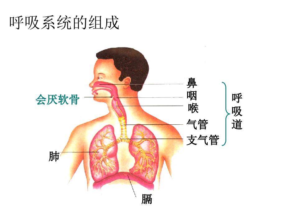 第一节呼吸道对空气的处理_第3页