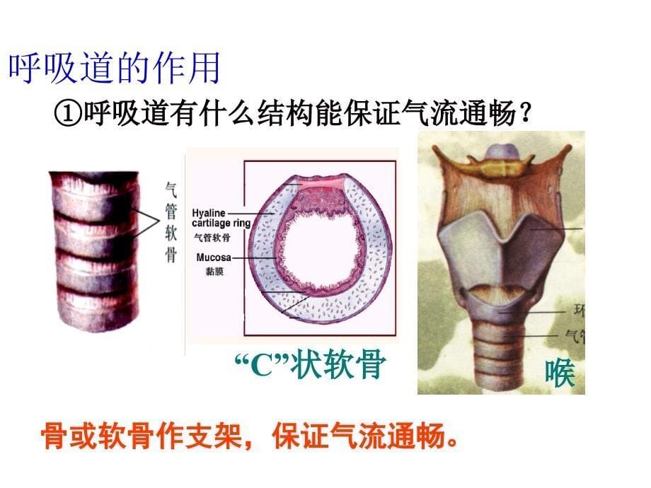 第一节呼吸道对空气的处理_第5页