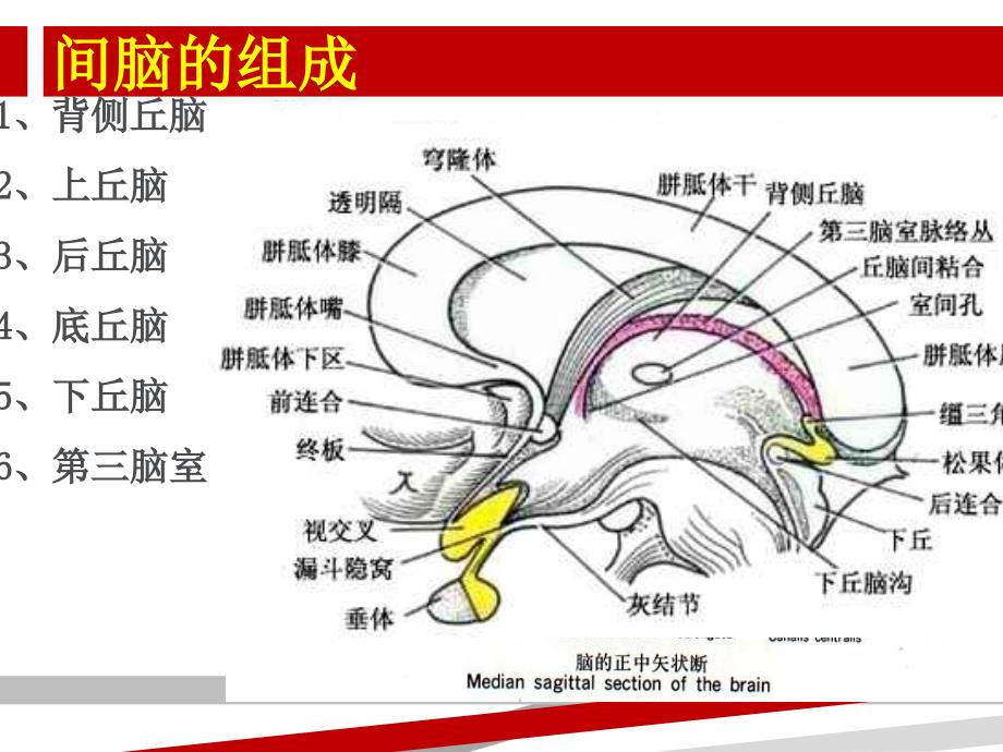 《丘脑的神经解剖》PPT课件_第2页