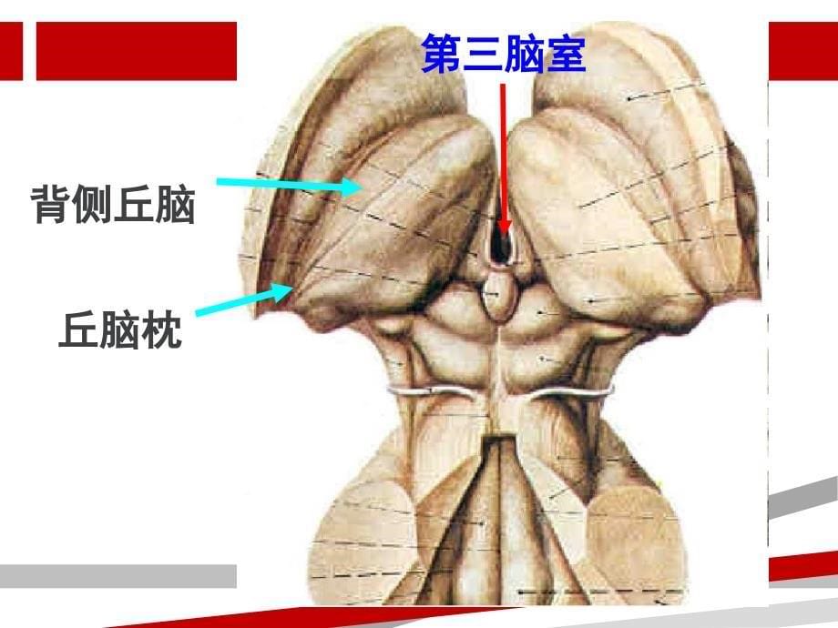 《丘脑的神经解剖》PPT课件_第5页