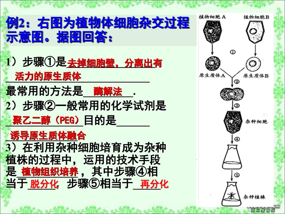 动物细胞培养和核移植技术yong_第2页