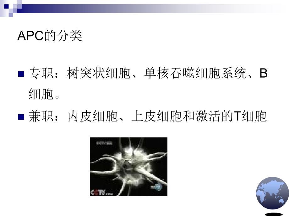 免疫学课件：第七章 抗原递呈细胞及其他免疫细胞_第2页