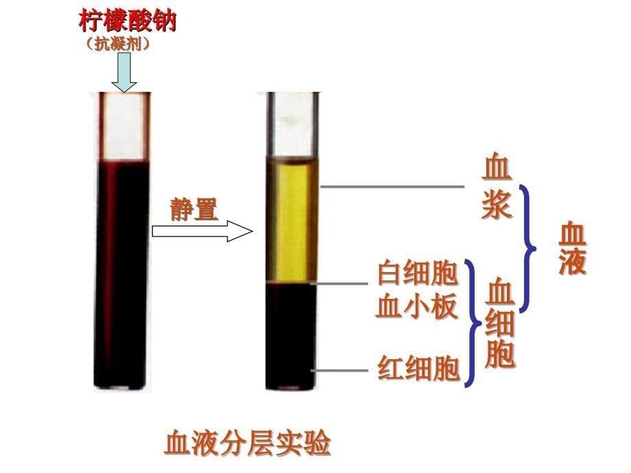 生物流动的组织血液.ppt_第5页