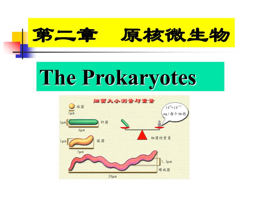 原核细菌PPT课件_第1页