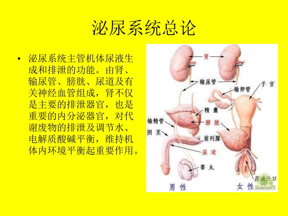 体外碎石治疗肾及输尿管结石与体外泌尿系统碎石_第2页