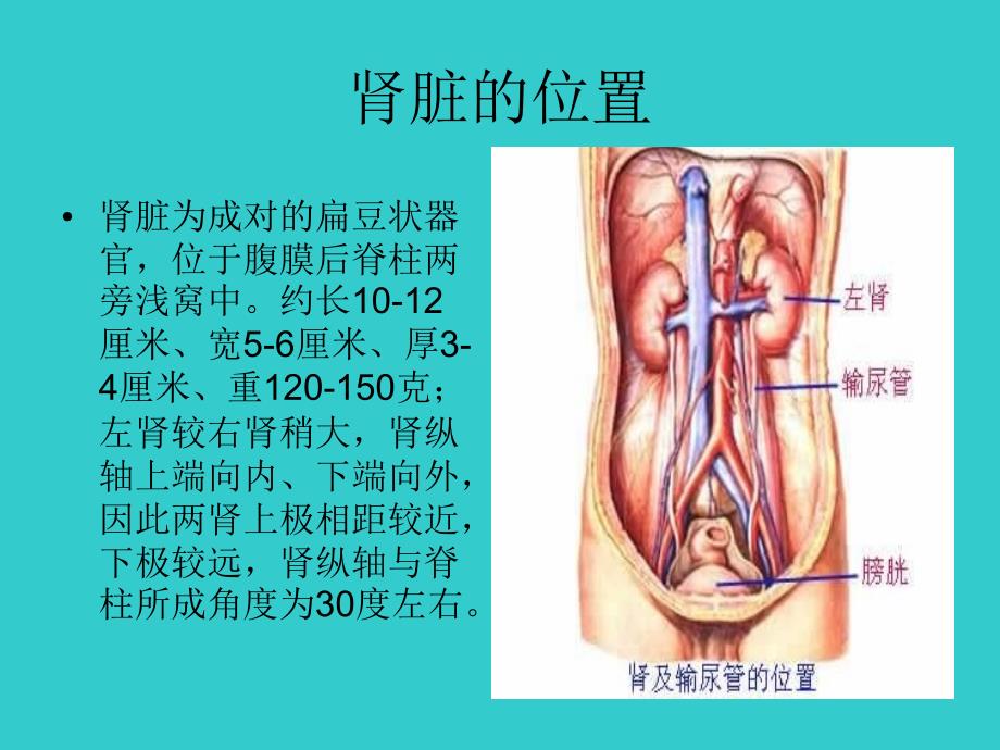 体外碎石治疗肾及输尿管结石与体外泌尿系统碎石_第3页