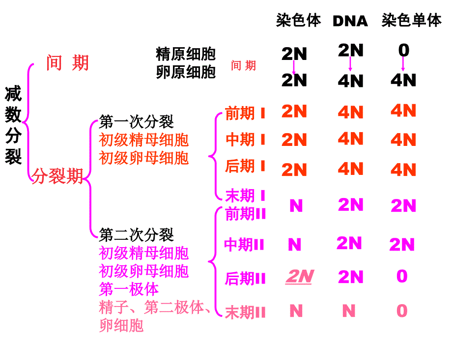 减数分裂染色体DNA染色单体的数量变化课件_第2页