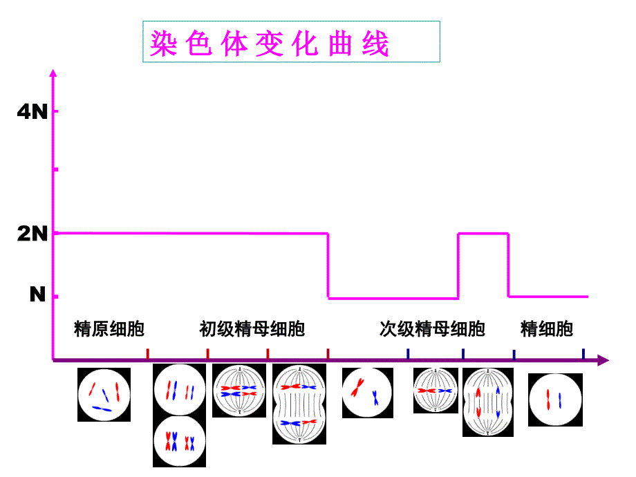 减数分裂染色体DNA染色单体的数量变化课件_第3页