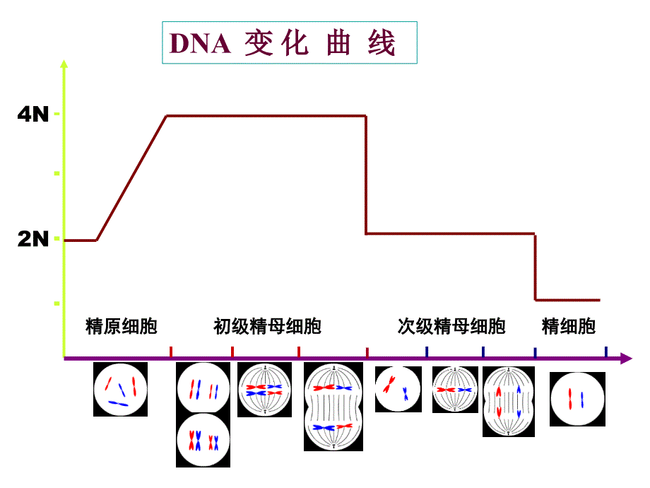 减数分裂染色体DNA染色单体的数量变化课件_第4页