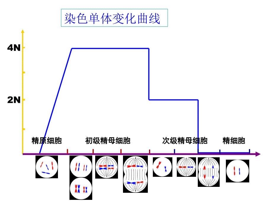 减数分裂染色体DNA染色单体的数量变化课件_第5页