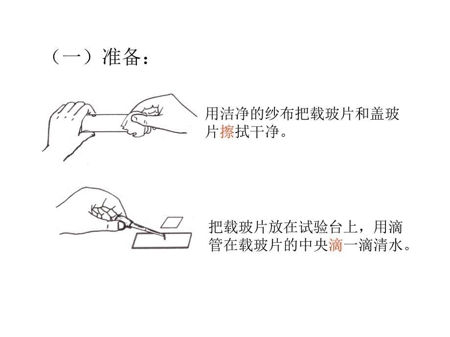 七年级生物上册 2.1.2 植物细胞课件 （新版）新人教版_第5页