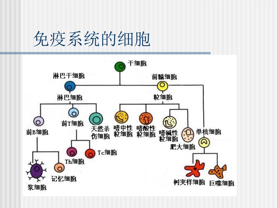 淋巴细胞亚群的临床应用_第3页