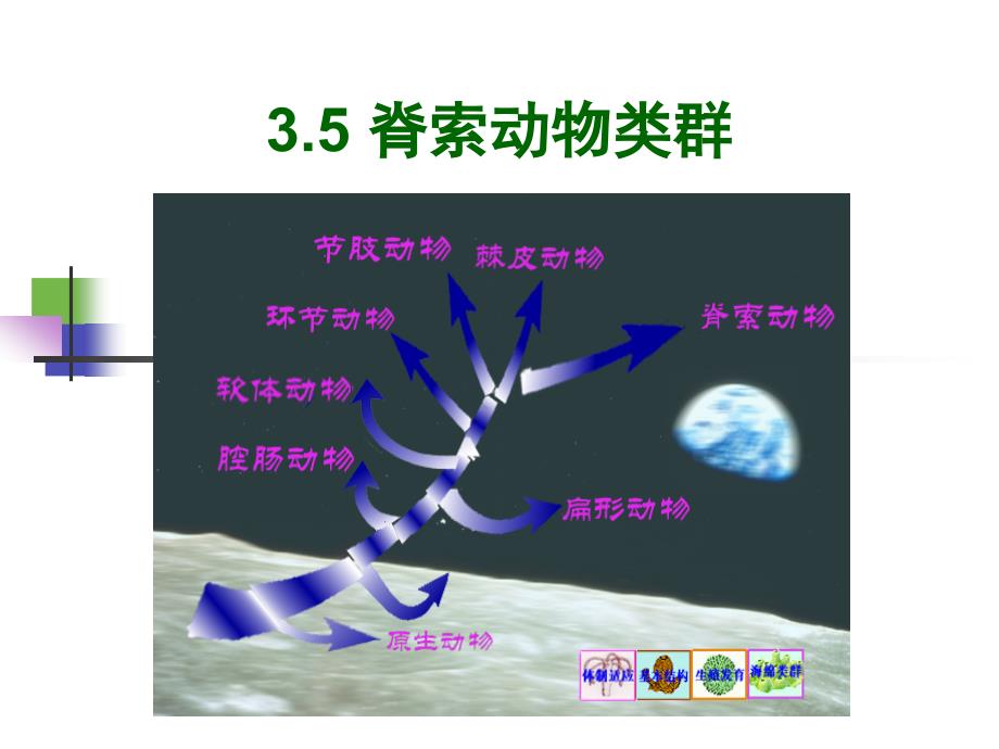 动物学.5.1 最高等的动物门类脊索动物门_第1页