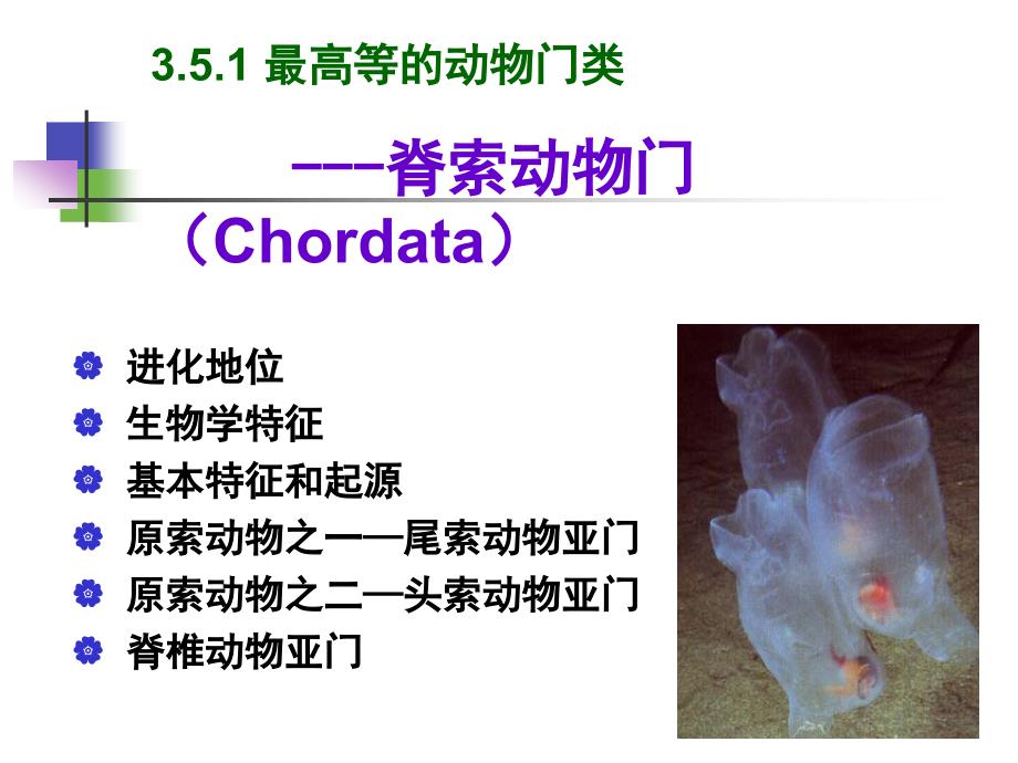 动物学.5.1 最高等的动物门类脊索动物门_第2页